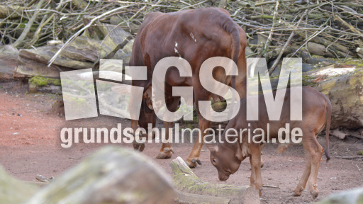 Watussi-Rind (4).jpg